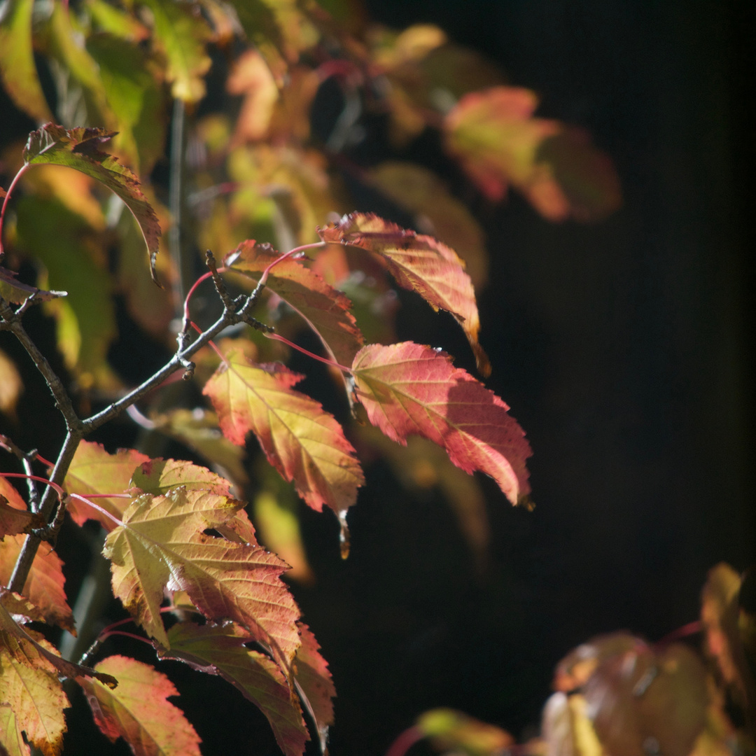 Herbst muss farbig sein