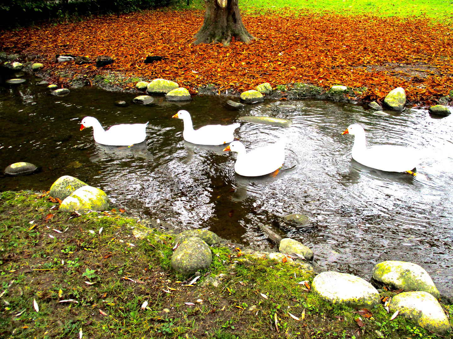 Herbst muss farbig sein