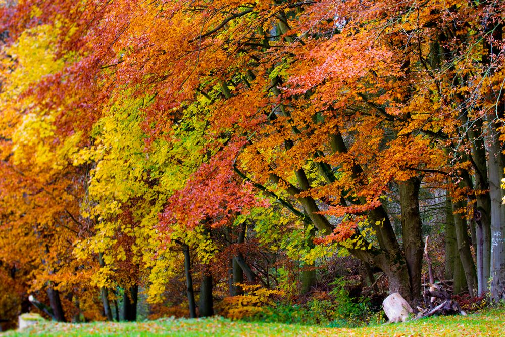 Herbst - Mutter Natur im Farbrausch