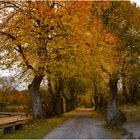 Herbst-Nachmittag