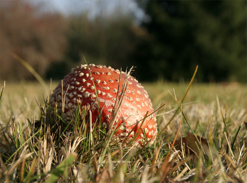 Herbst-Nachtrag