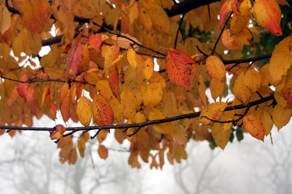 Herbst (Nahaufnahme)