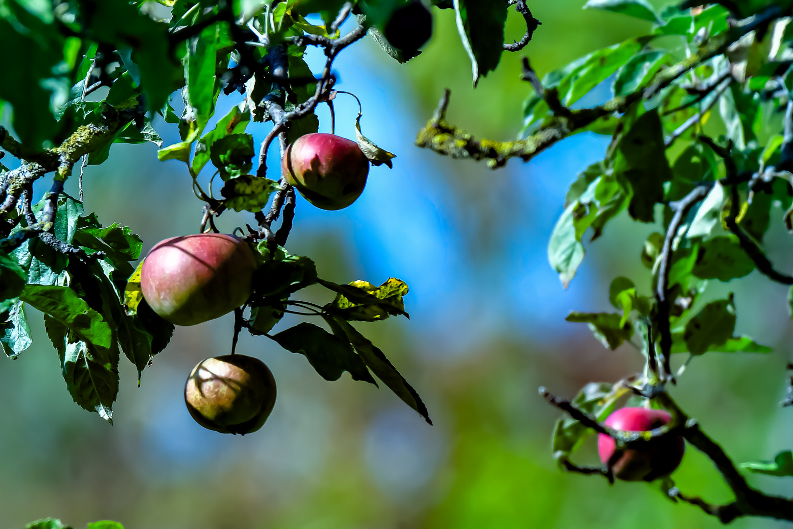 Herbst naht