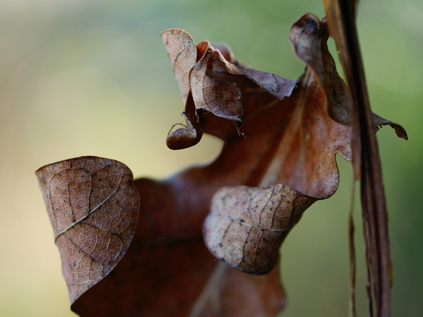 Herbst naht..