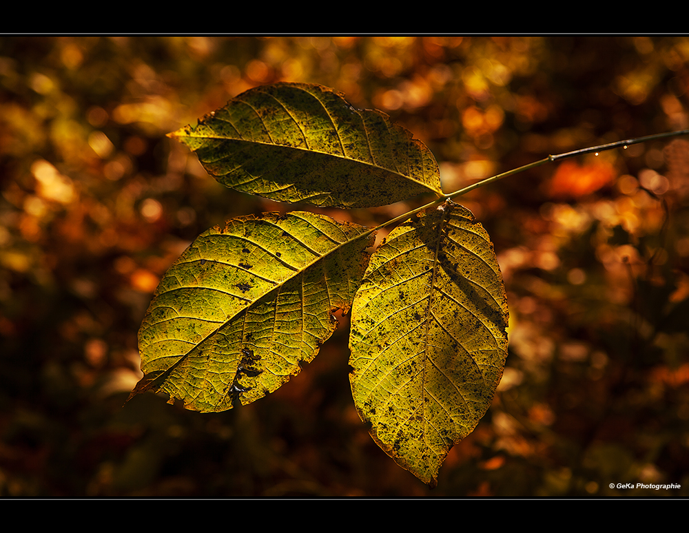 Herbst naht