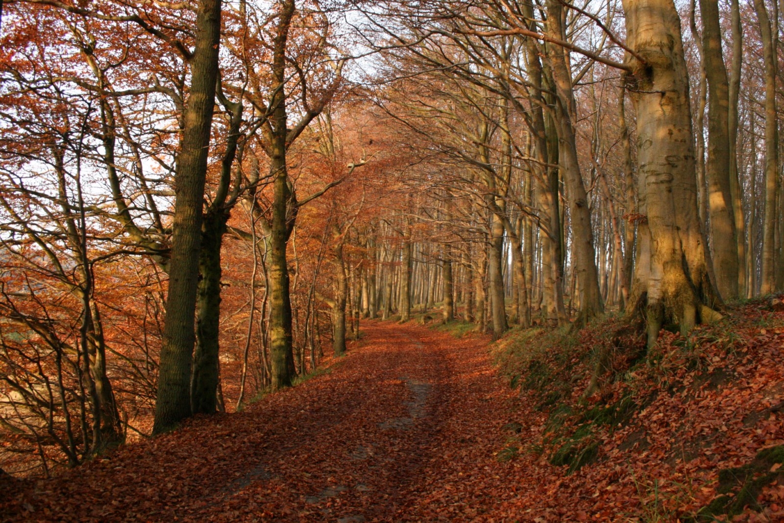 Herbst - National Park Jasmund, Rügen