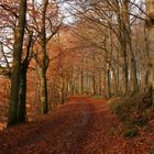 Herbst - National Park Jasmund, Rügen