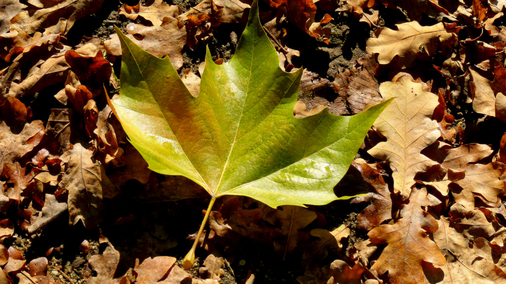 . . "Herbst, . . natürlich auch auf dem Boden". .