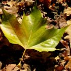 . . "Herbst, . . natürlich auch auf dem Boden". .