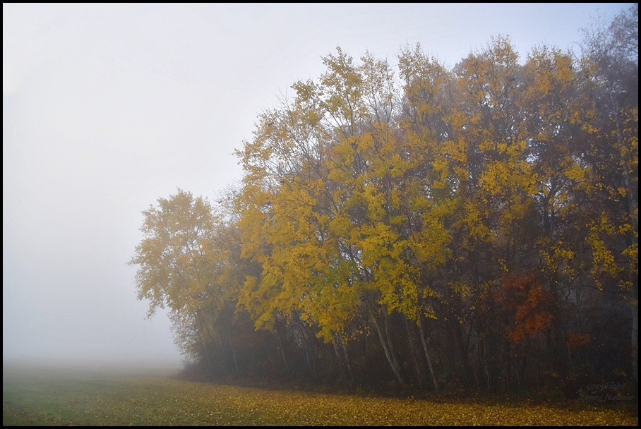 ** Herbst Nebel **