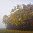 ** Herbst Nebel **
