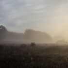 Herbst-Nebel-Stimmung