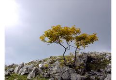 Herbst nicht in der Kiste