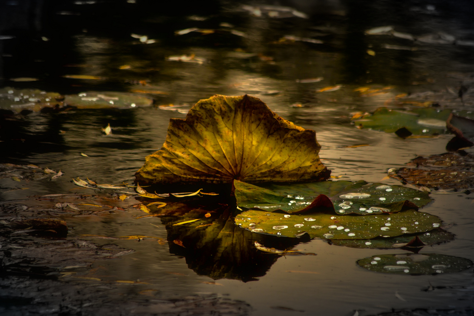 Herbst - Nichts bleibt wie es war ...