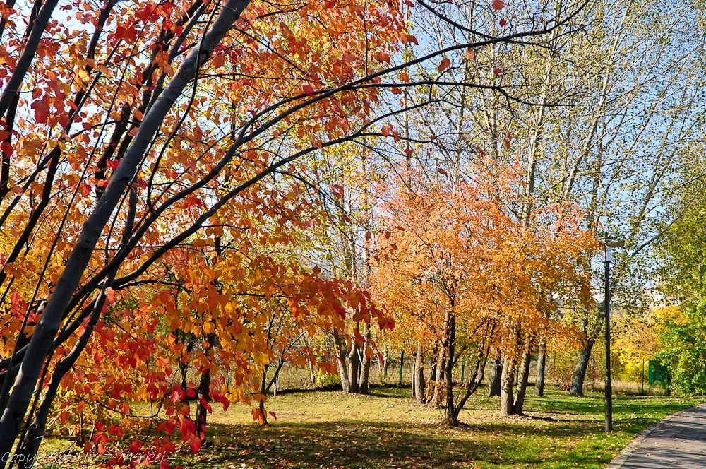 Herbst Nr.2