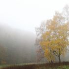 Herbst-Nuancen