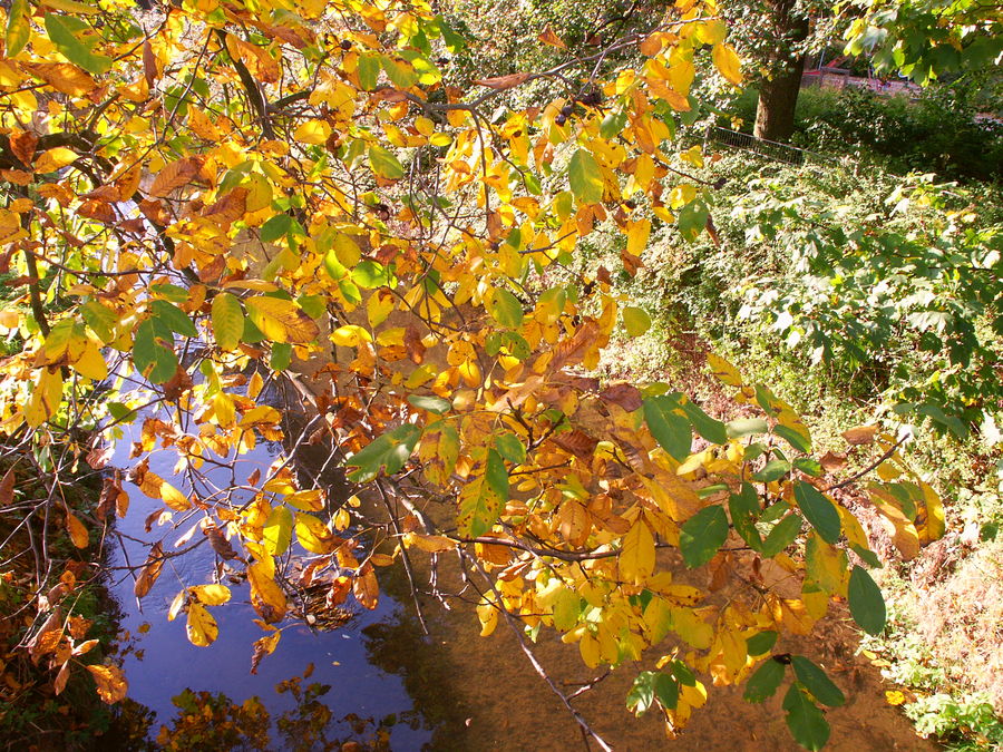 Herbst-Nussbaum