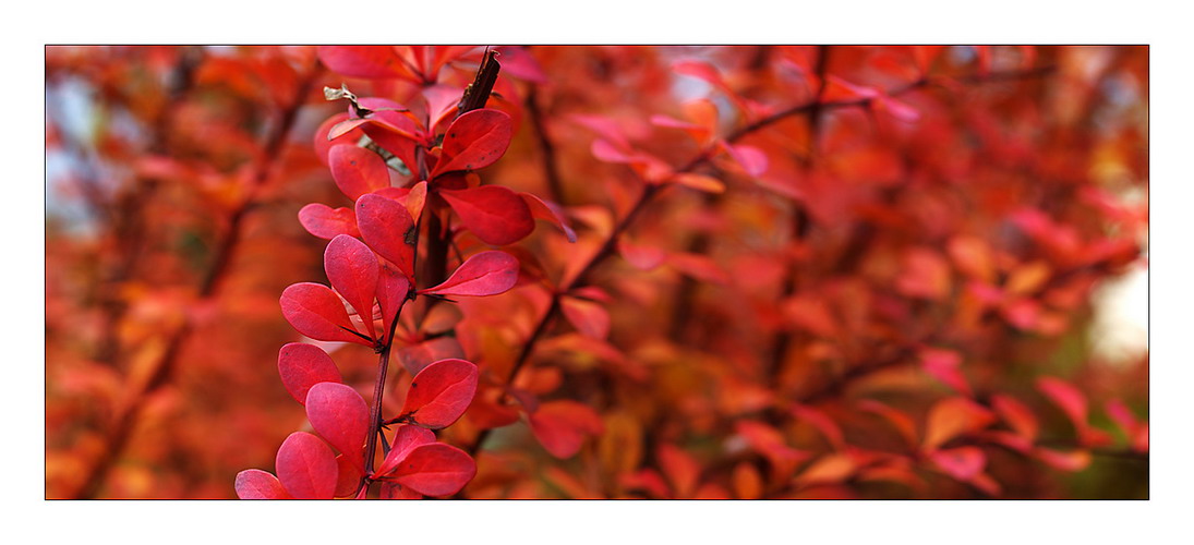 Herbst-o-rama im Nahbereich 01