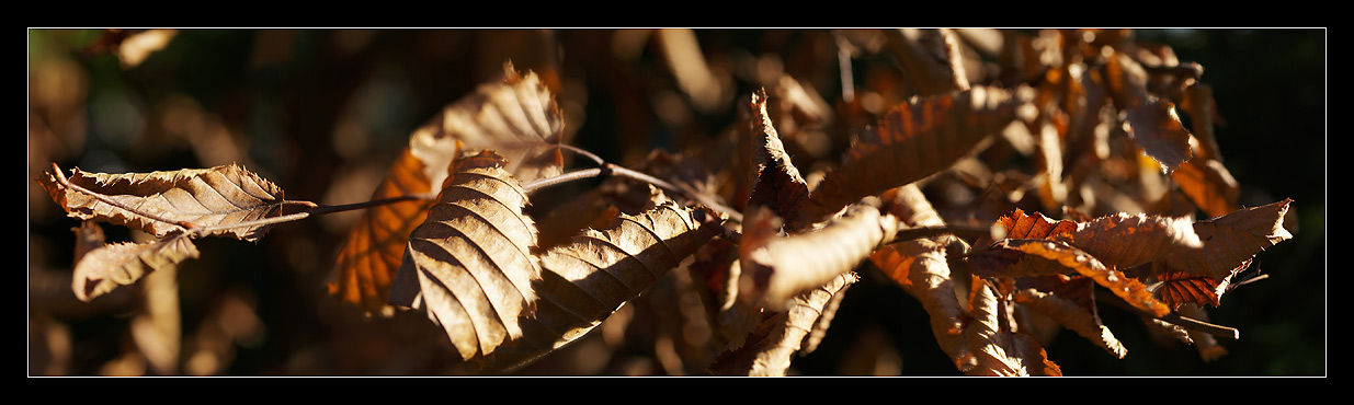 Herbst-o-rama im Nahbereich 07