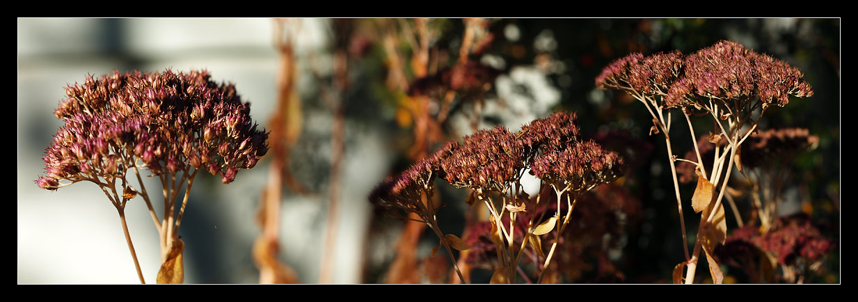 Herbst-o-rama im Nahbereich 08