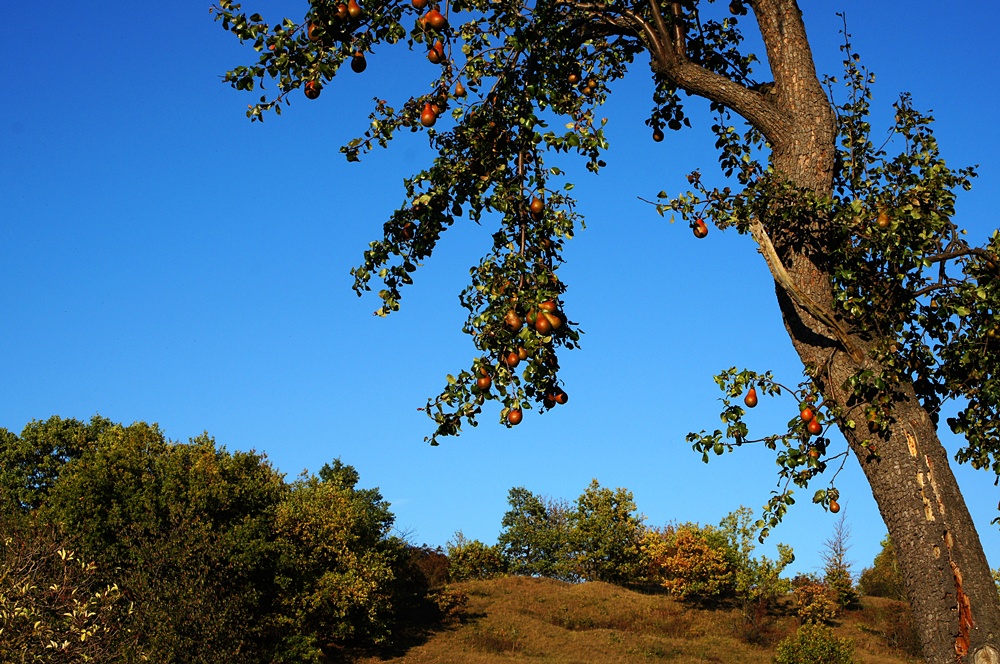 Herbst-Obst