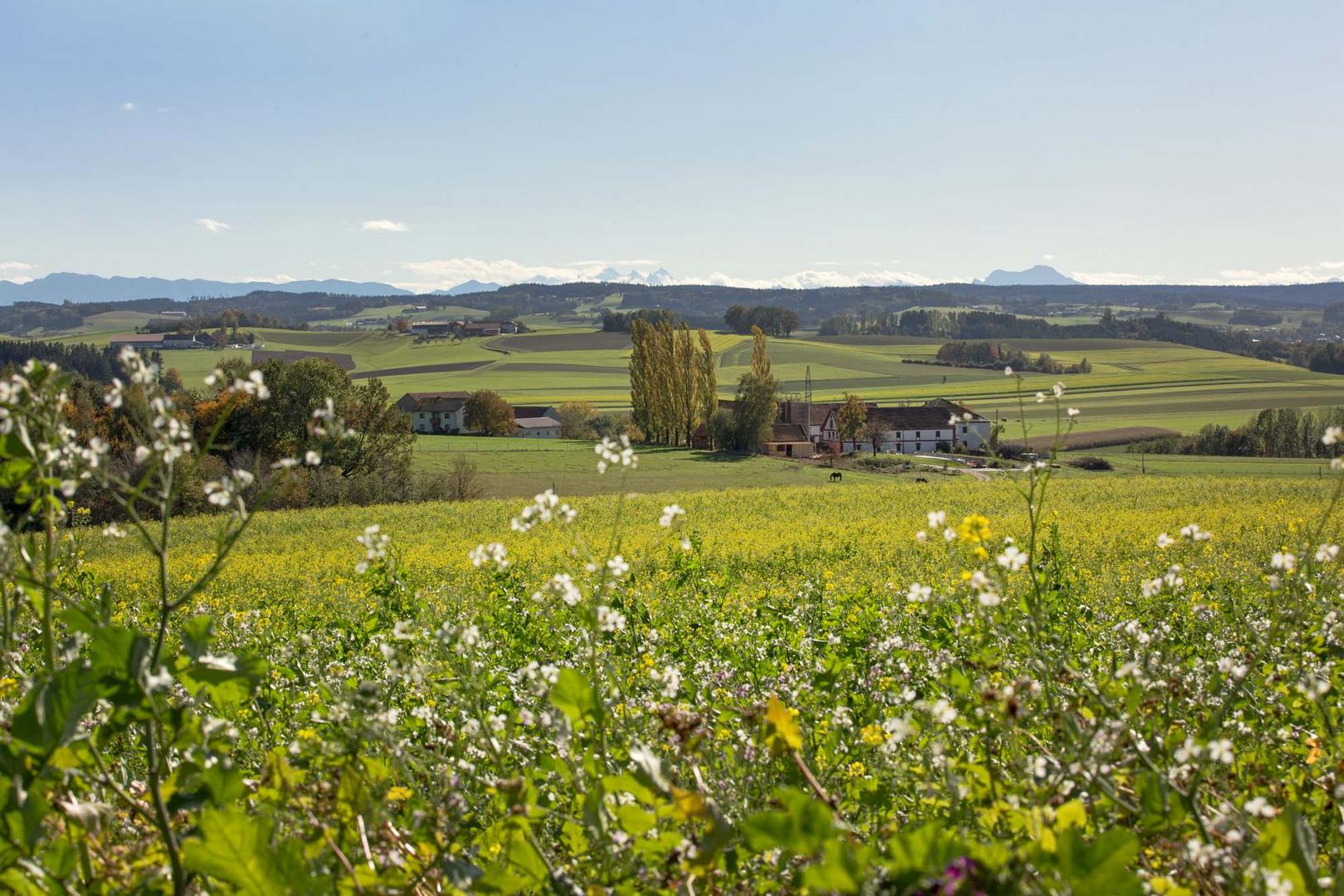 Herbst? oder doch Frühling?