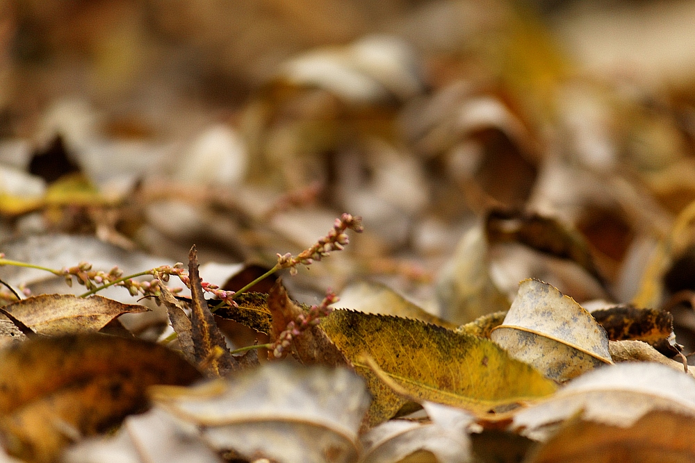 Herbst, oder doch nicht?