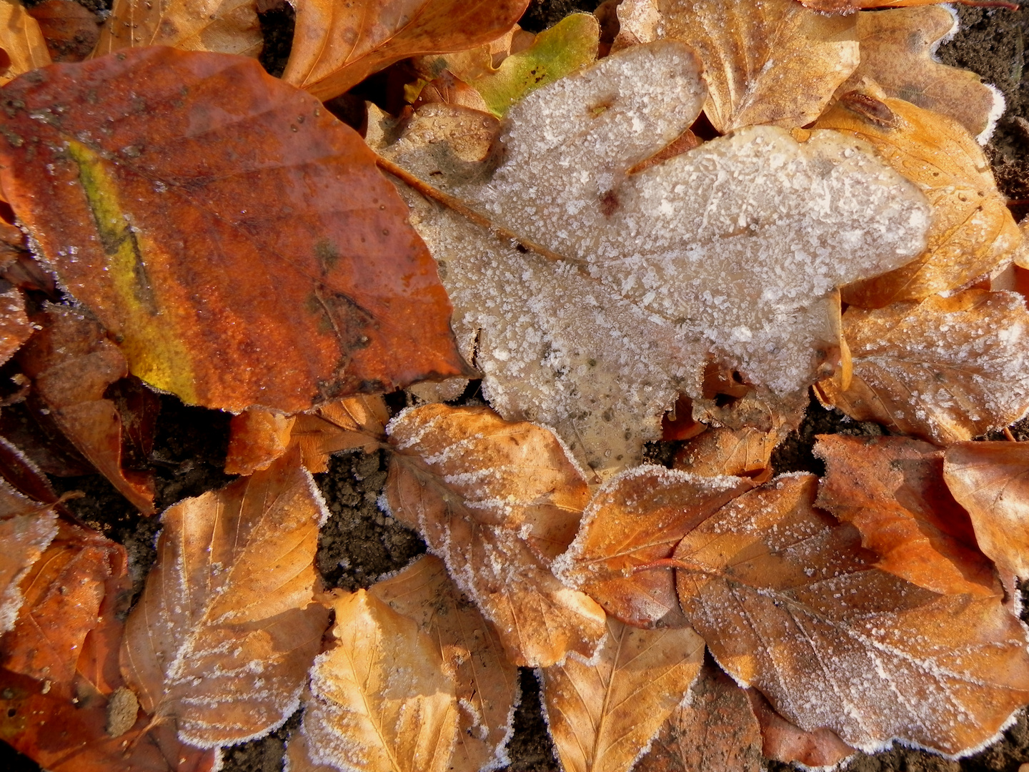 Herbst oder doch schon Winter?