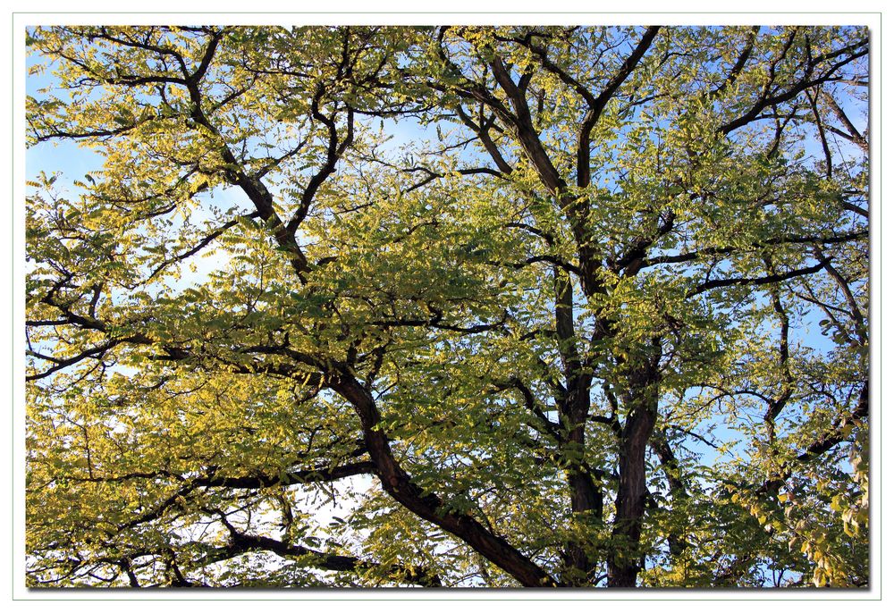 HERBST ODER FRÜHLING ?