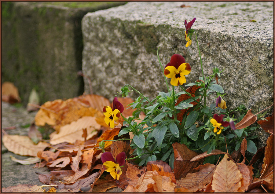 Herbst oder Frühling?