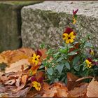 Herbst oder Frühling?