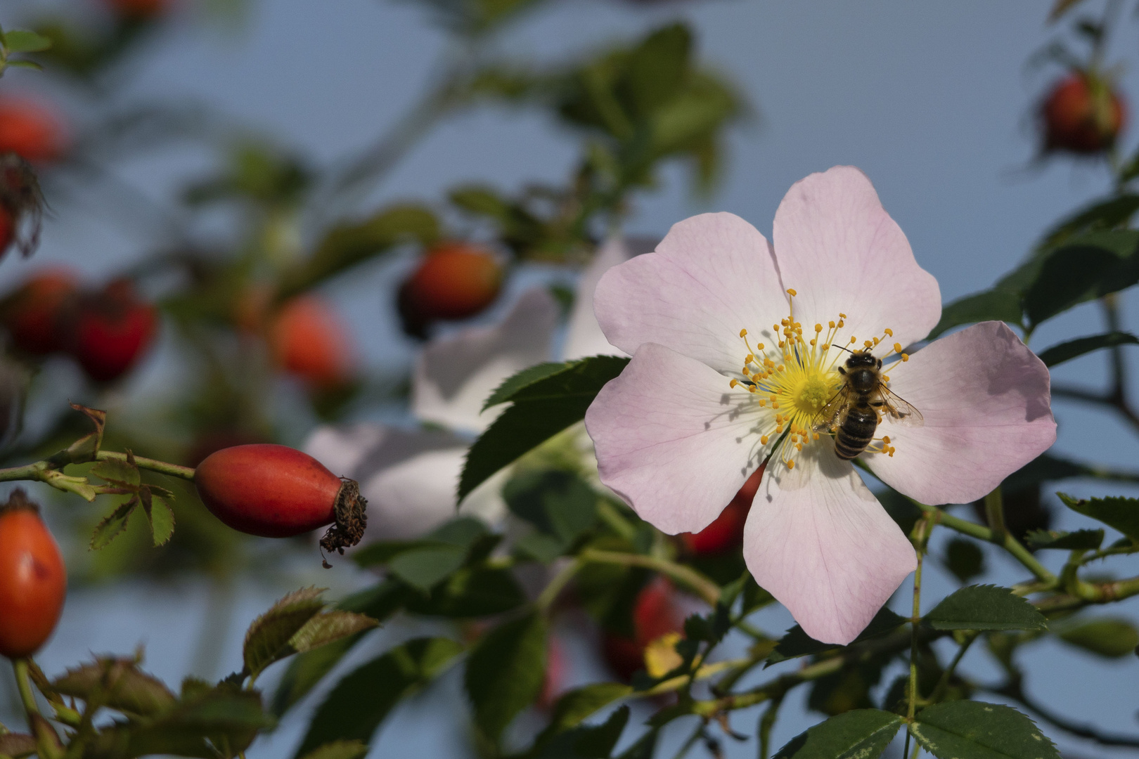 Herbst   oder Frühling       