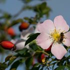 Herbst   oder Frühling       