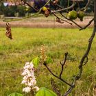 Herbst oder Frühling?