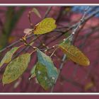 Herbst oder Frühling.......??