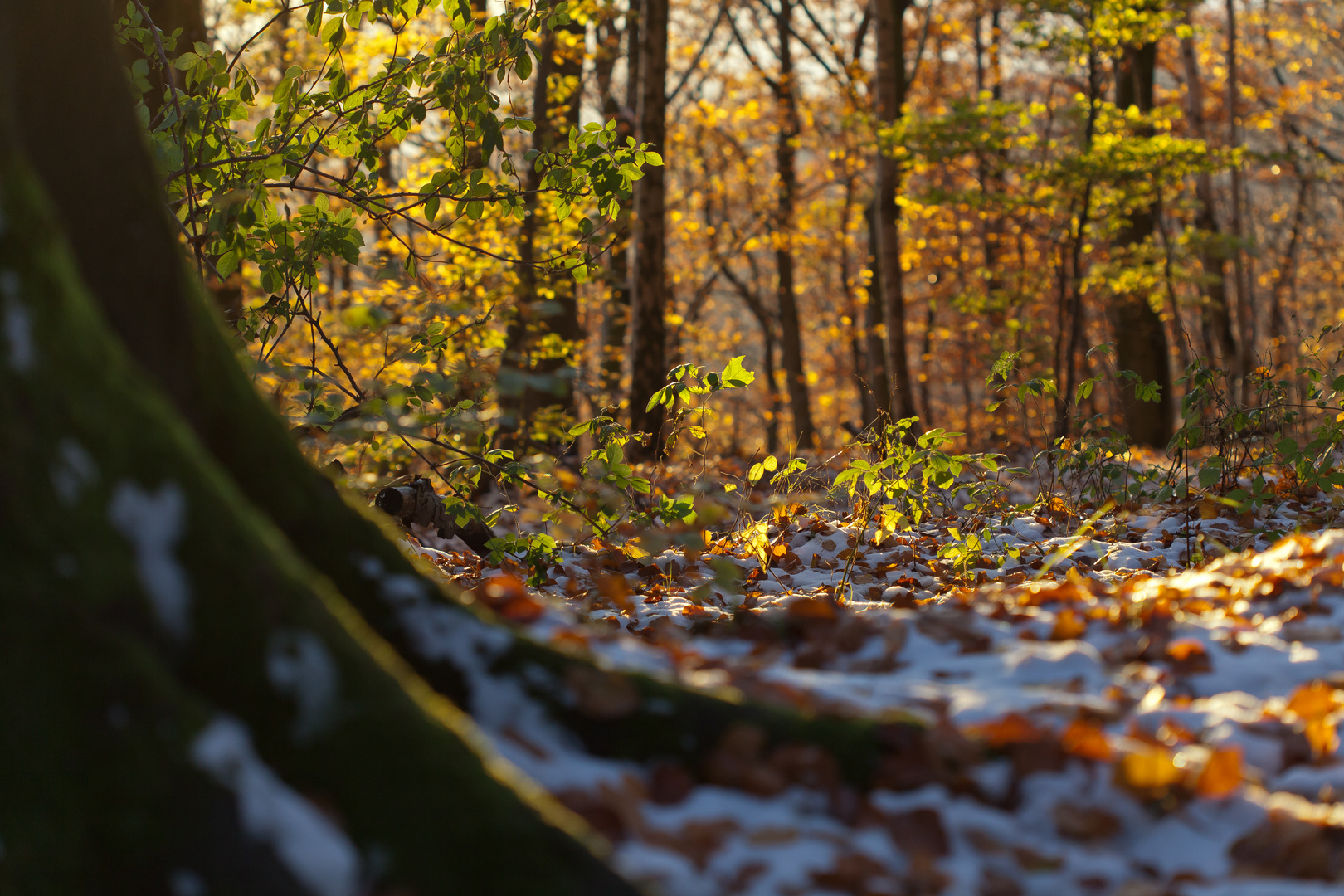 Herbst oder Winter???