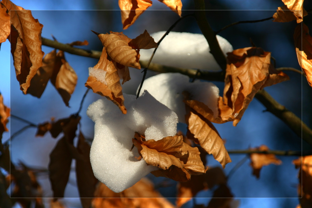 ...Herbst oder Winter...?