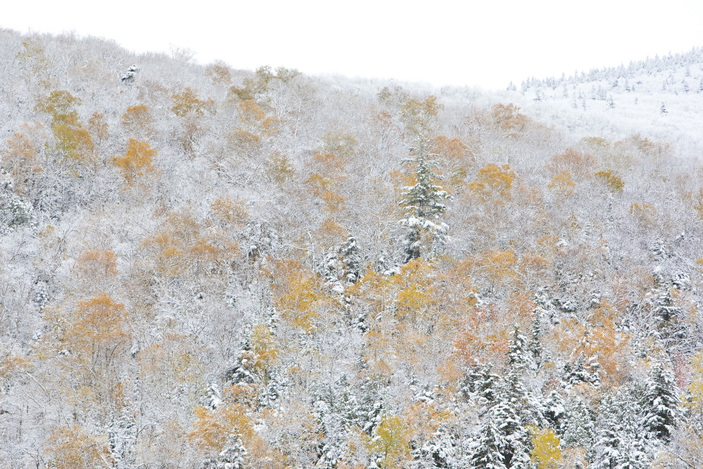 Herbst oder Winter (I)