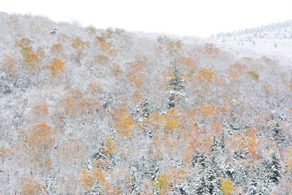 Herbst oder Winter (I)