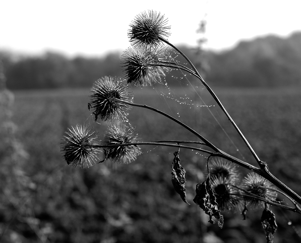 Herbst ohne Farben