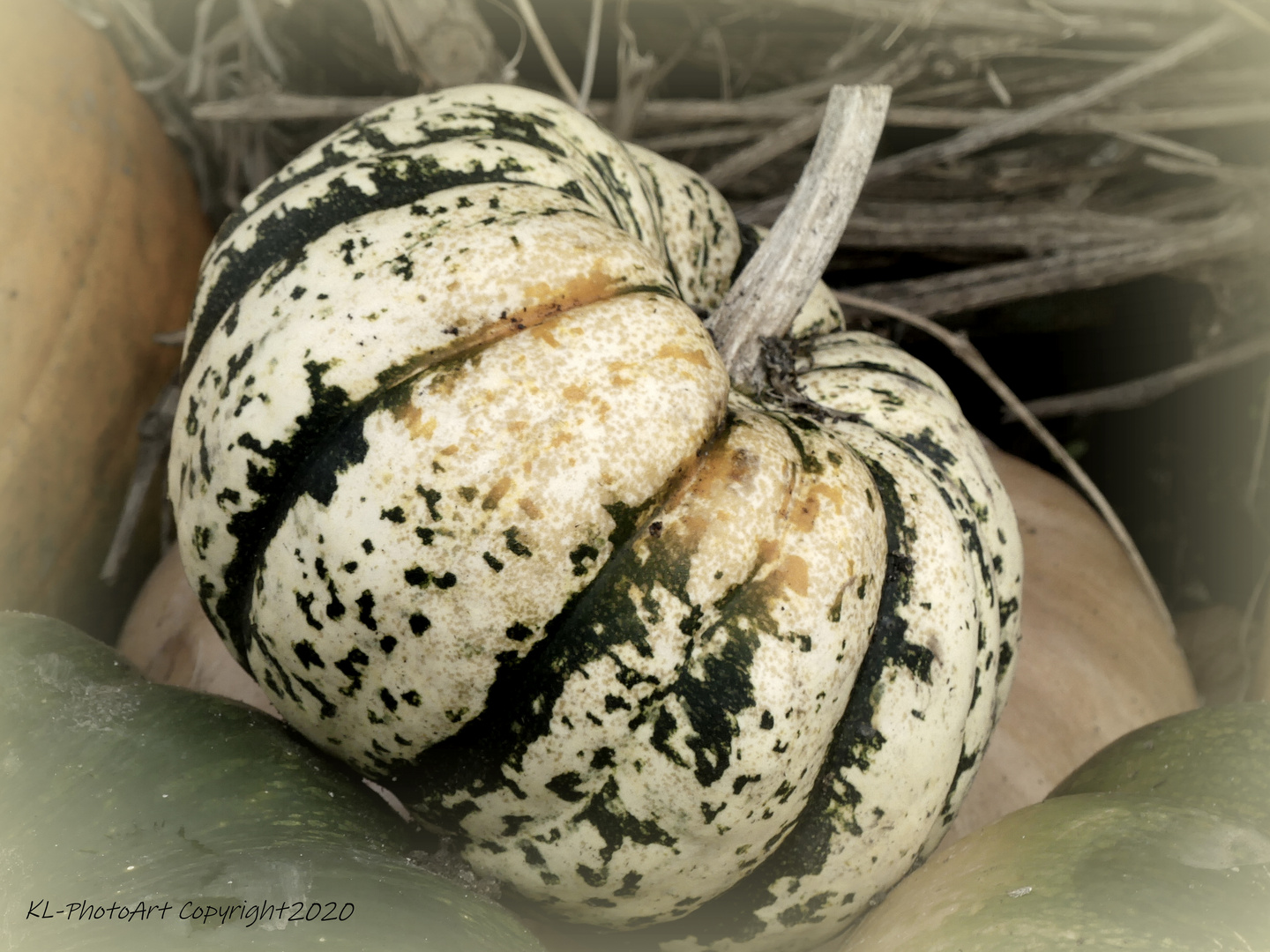 Herbst ohne Kürbis?  Undenkbar!