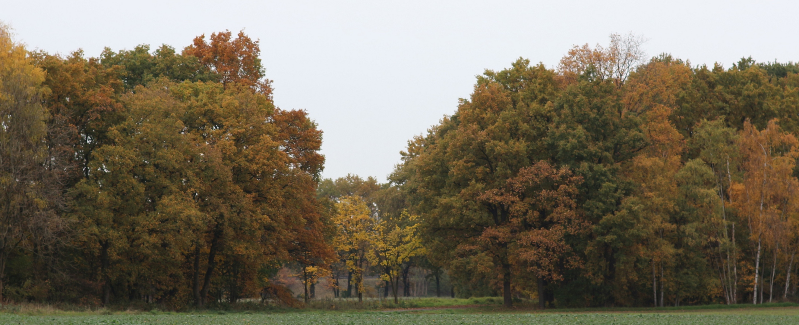 Herbst ohne Sonne