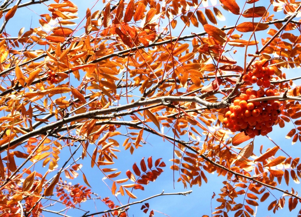 Herbst orange 2 von Lieselotte Zöllner 