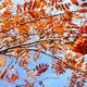 Herbst orange 2