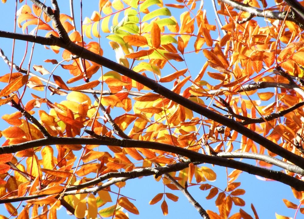 Herbst orange von Lieselotte Zöllner 