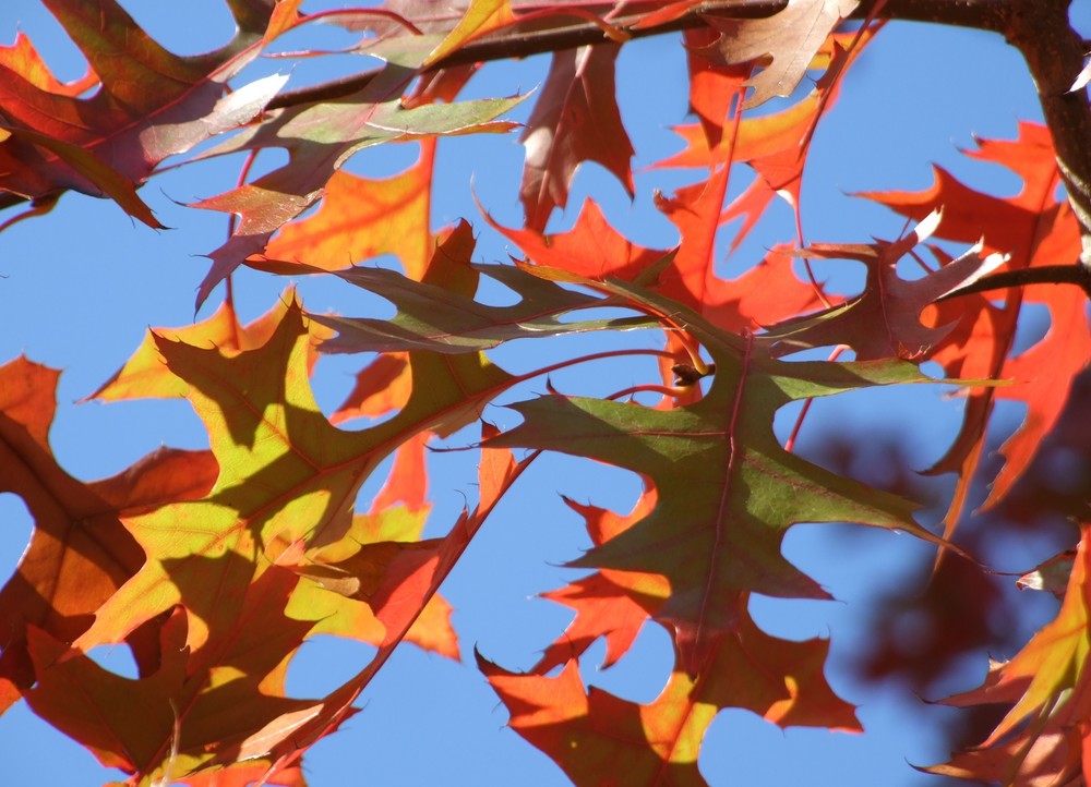 Herbst orange 4 von Lieselotte Zöllner 