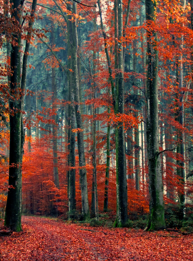 Herbst Orange