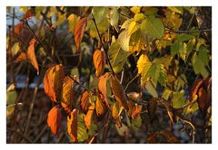 Herbst-Orange