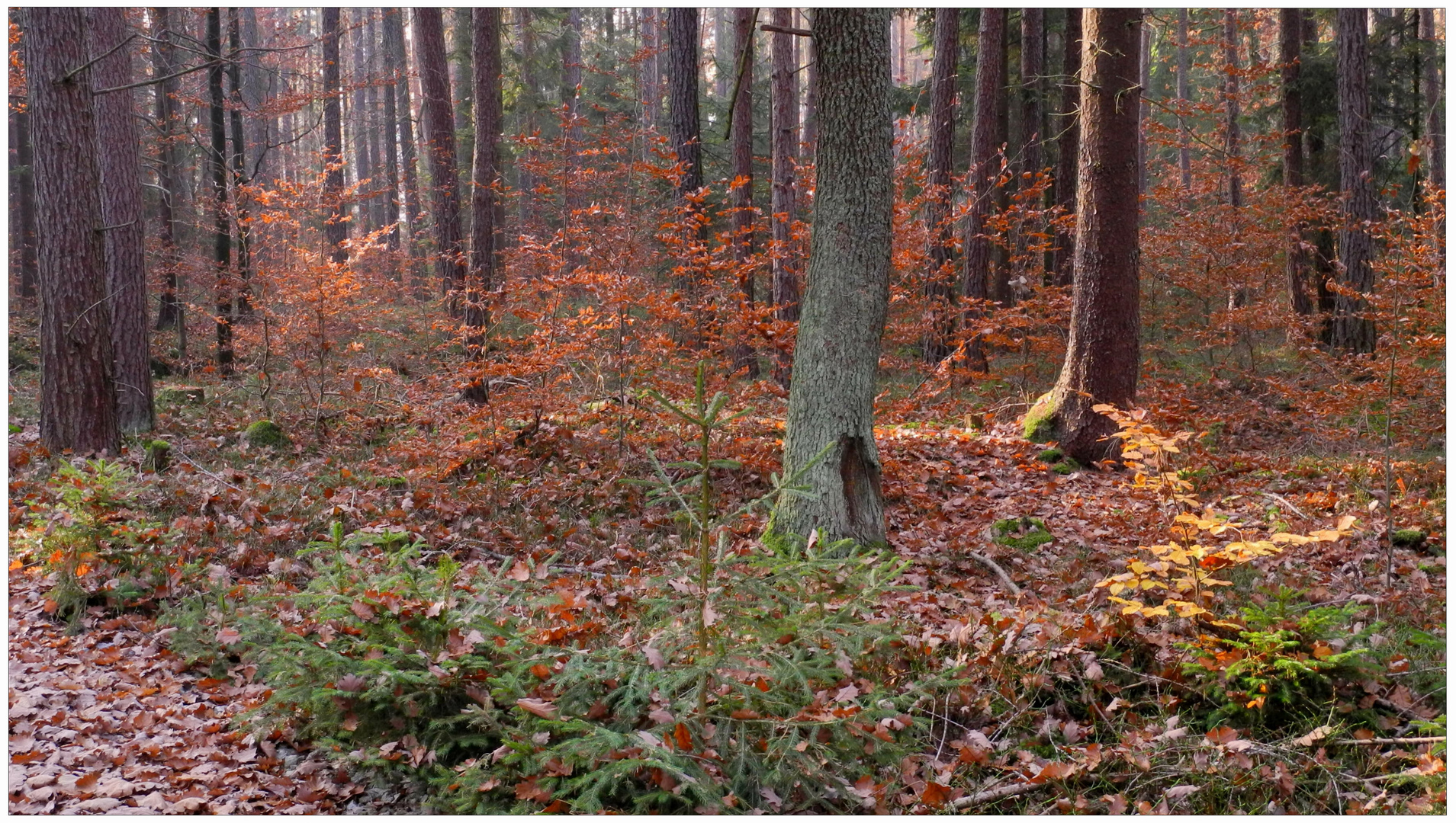 Herbst (otoño)