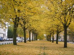 Herbst Palmalle